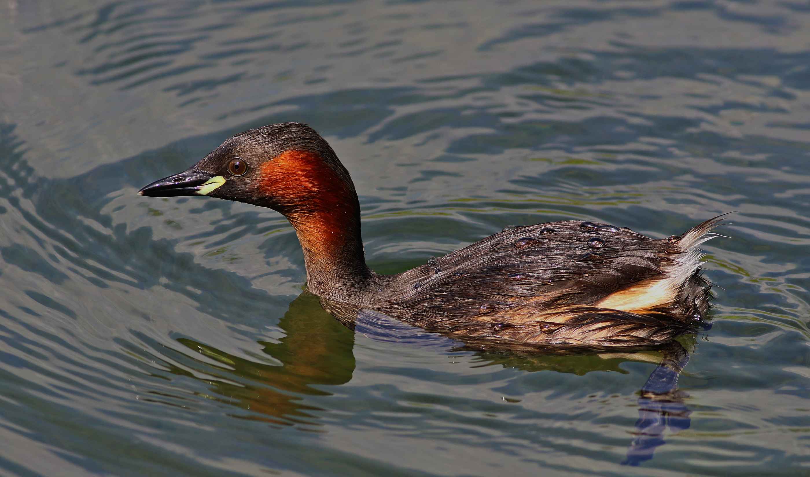 Little Grebe
